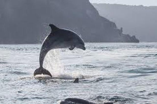 Baie Mt St Michel , Jullouville , Villa Caprice Rdc , 50 M Mer ,7 Pers , Pres Plage Dday المظهر الخارجي الصورة