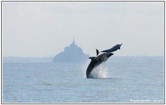 Baie Mt St Michel , Jullouville , Villa Caprice Rdc , 50 M Mer ,7 Pers , Pres Plage Dday المظهر الخارجي الصورة