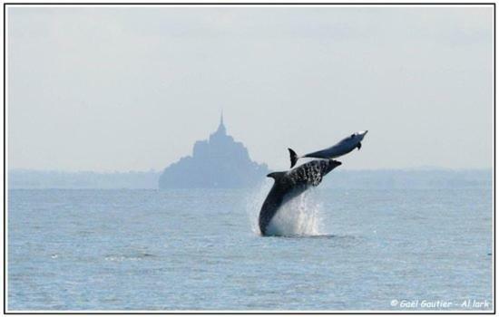 Baie Mt St Michel , Jullouville , Villa Caprice Rdc , 50 M Mer ,7 Pers , Pres Plage Dday المظهر الخارجي الصورة